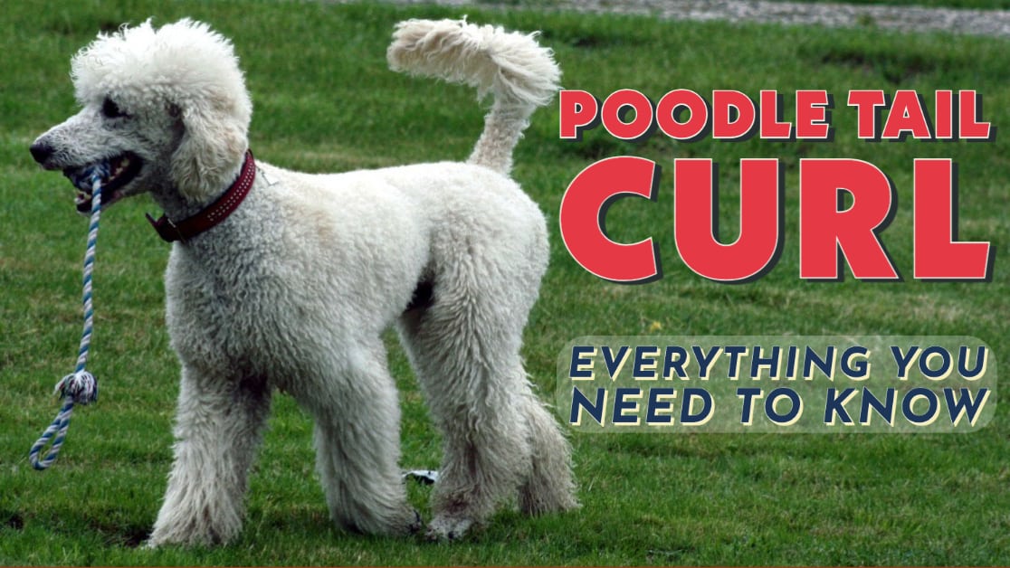 Poodle Tail Curl: The Ultimate Guide For Owners & Breeders