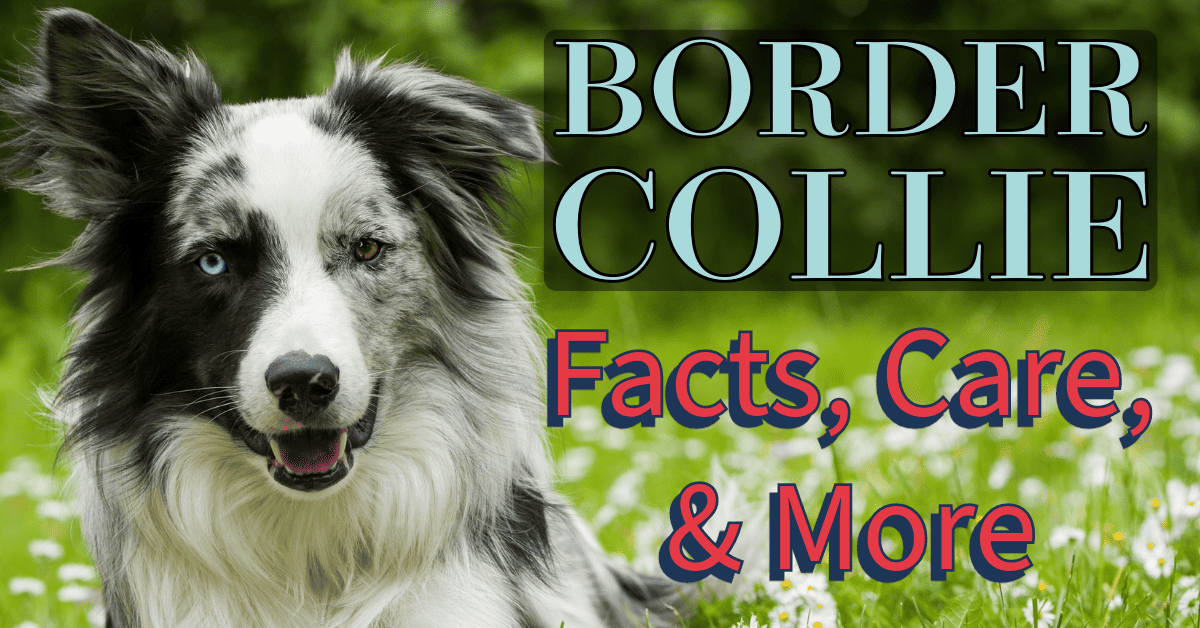Border Collie: Breed Characteristics & Care